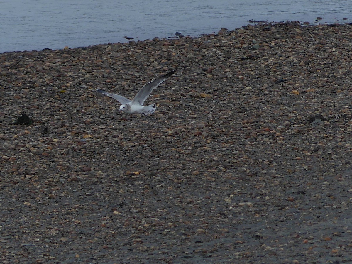 California Gull - ML609590030