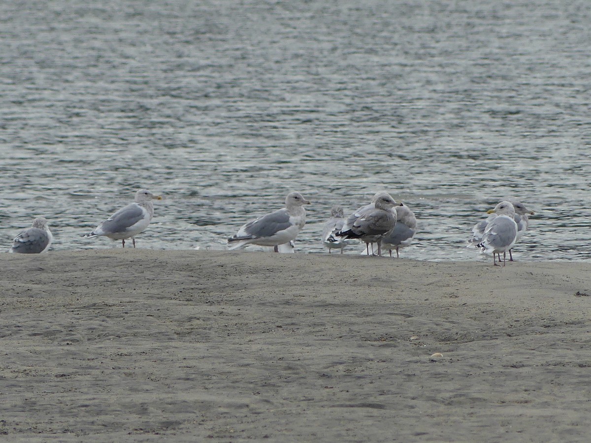 Goéland de Californie - ML609590042