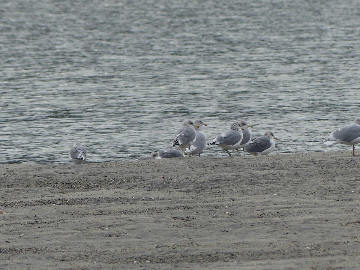 Gaviota Californiana - ML609590043