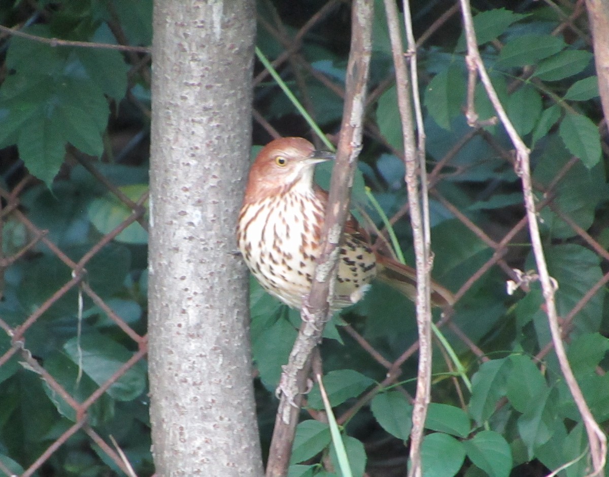 Brown Thrasher - ML609590143