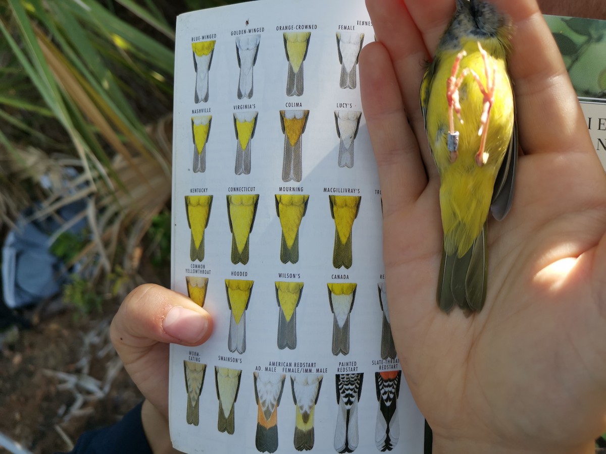 MacGillivray's Warbler - ML609590320