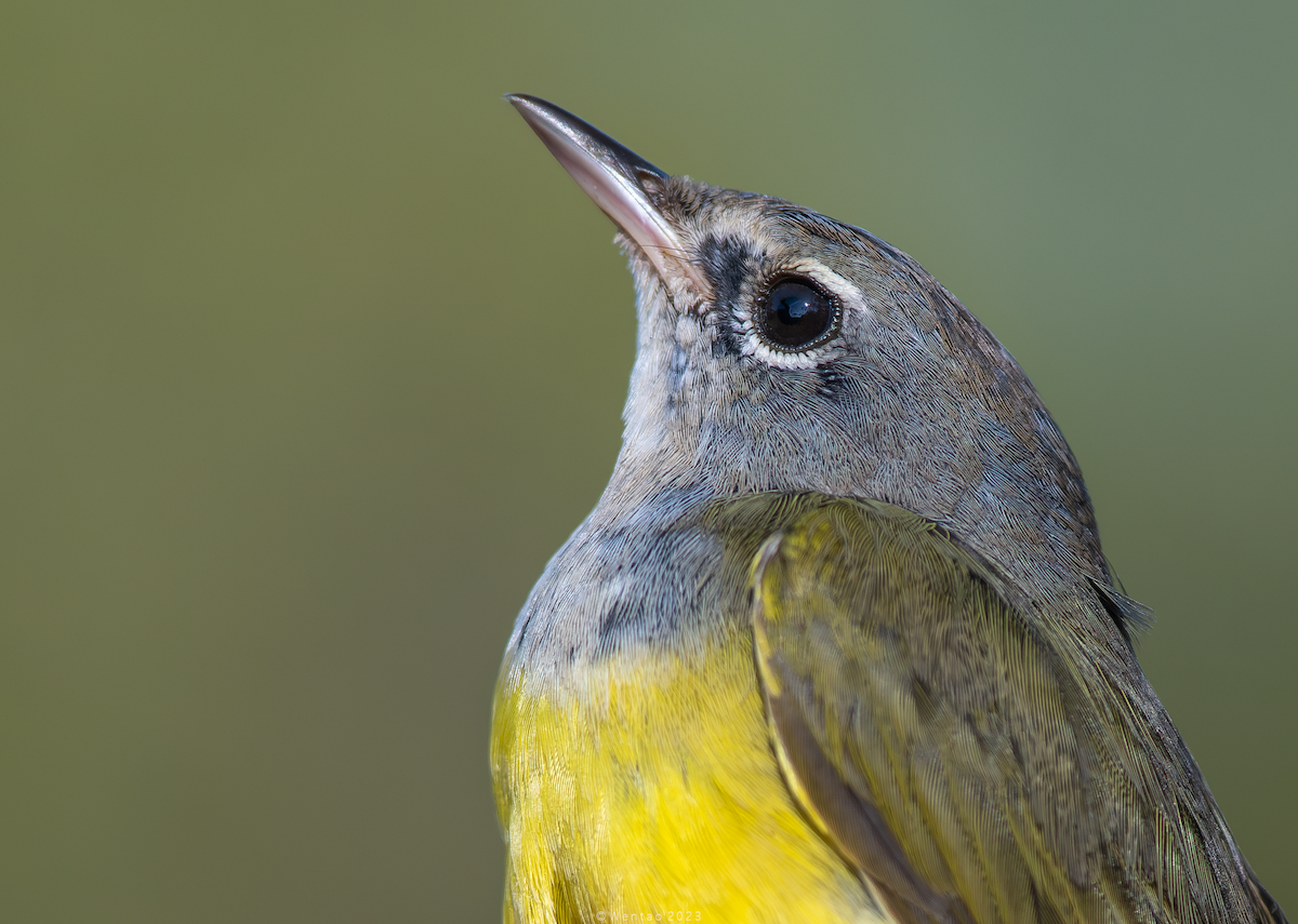 MacGillivray's Warbler - ML609590329