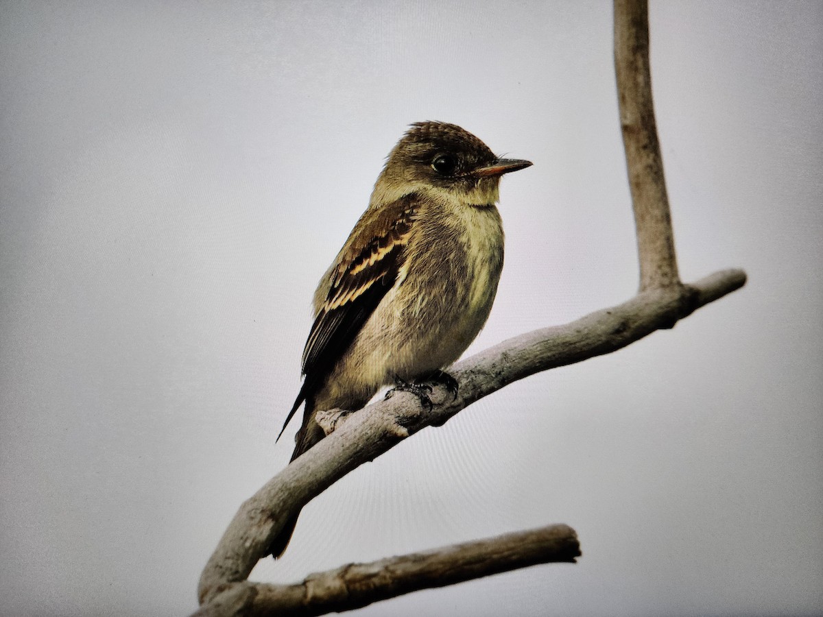 Eastern Wood-Pewee - ML609590379