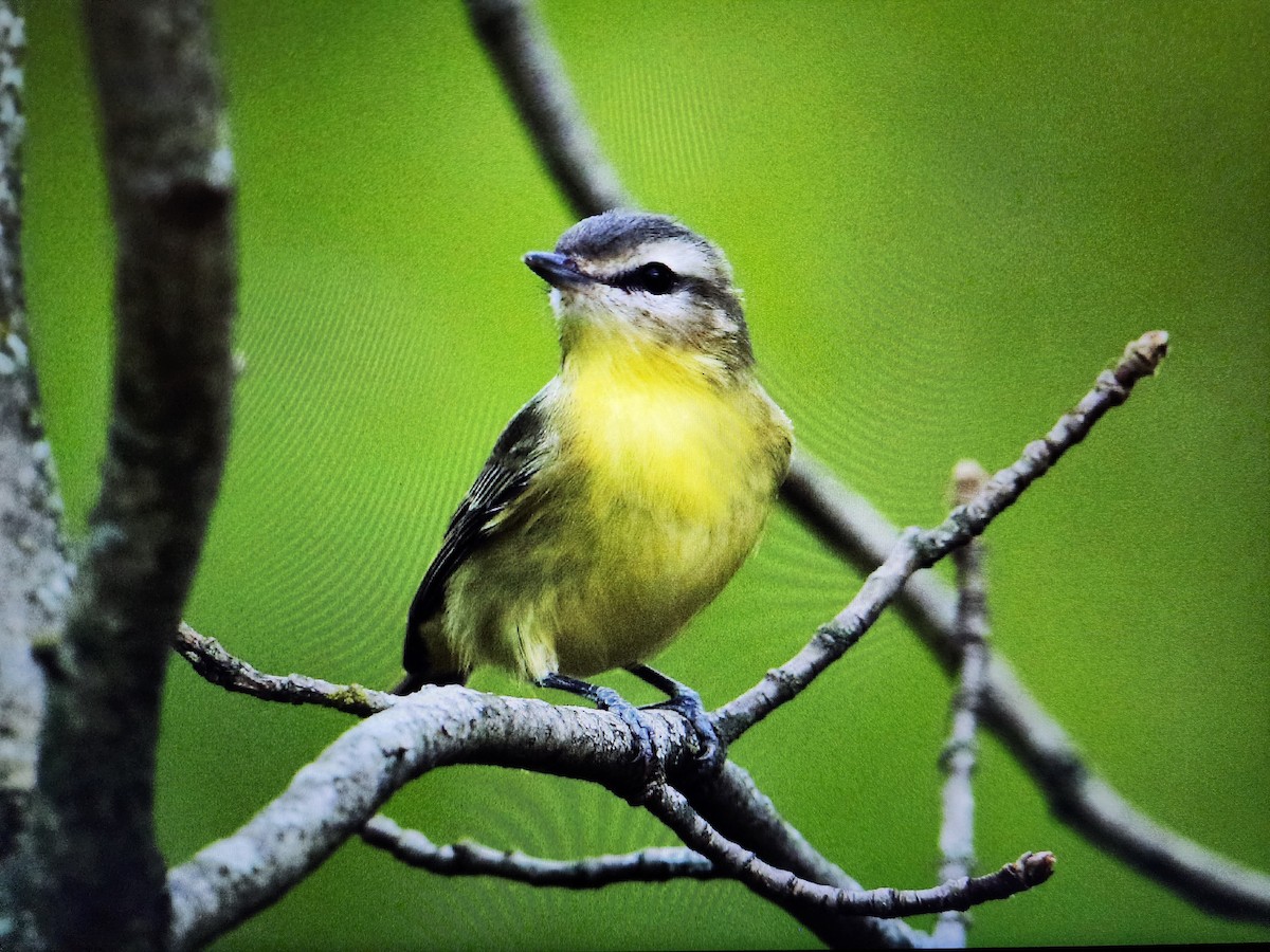 Philadelphia Vireo - ML609590399