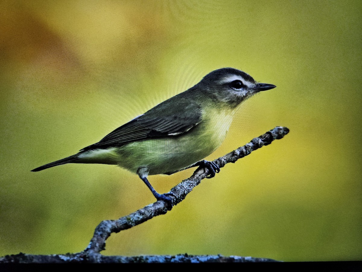 Philadelphia Vireo - ML609590400