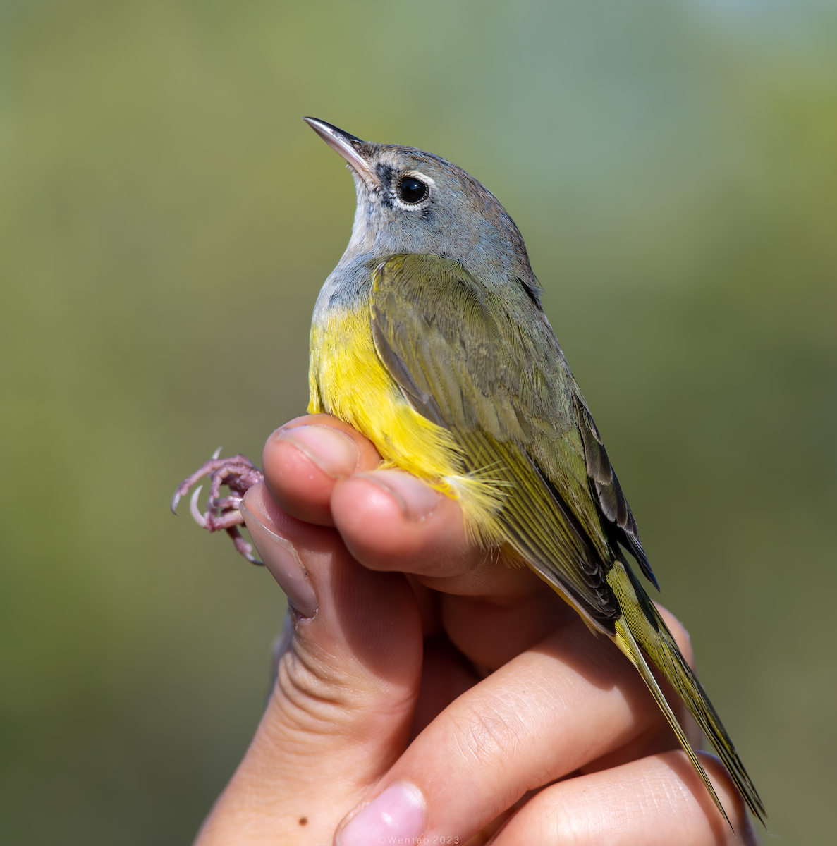 MacGillivray's Warbler - ML609590410