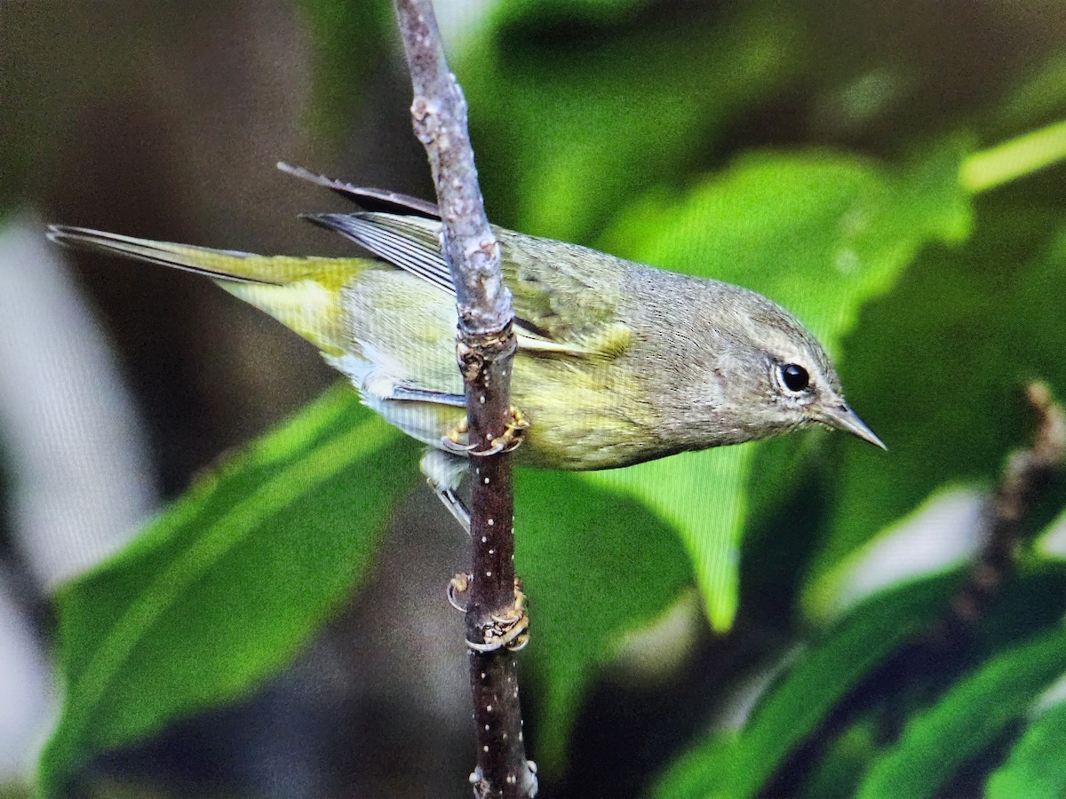 Orange-crowned Warbler (Gray-headed) - ML609590419