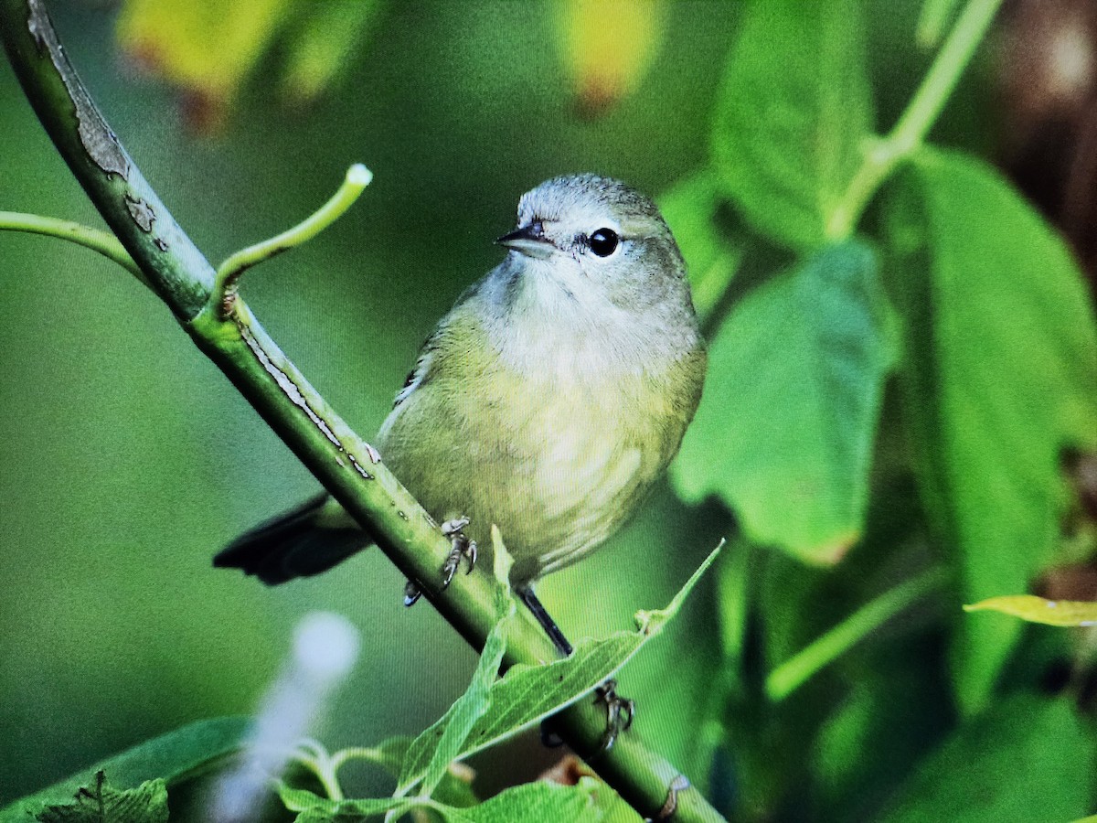 Orange-crowned Warbler (Gray-headed) - ML609590420