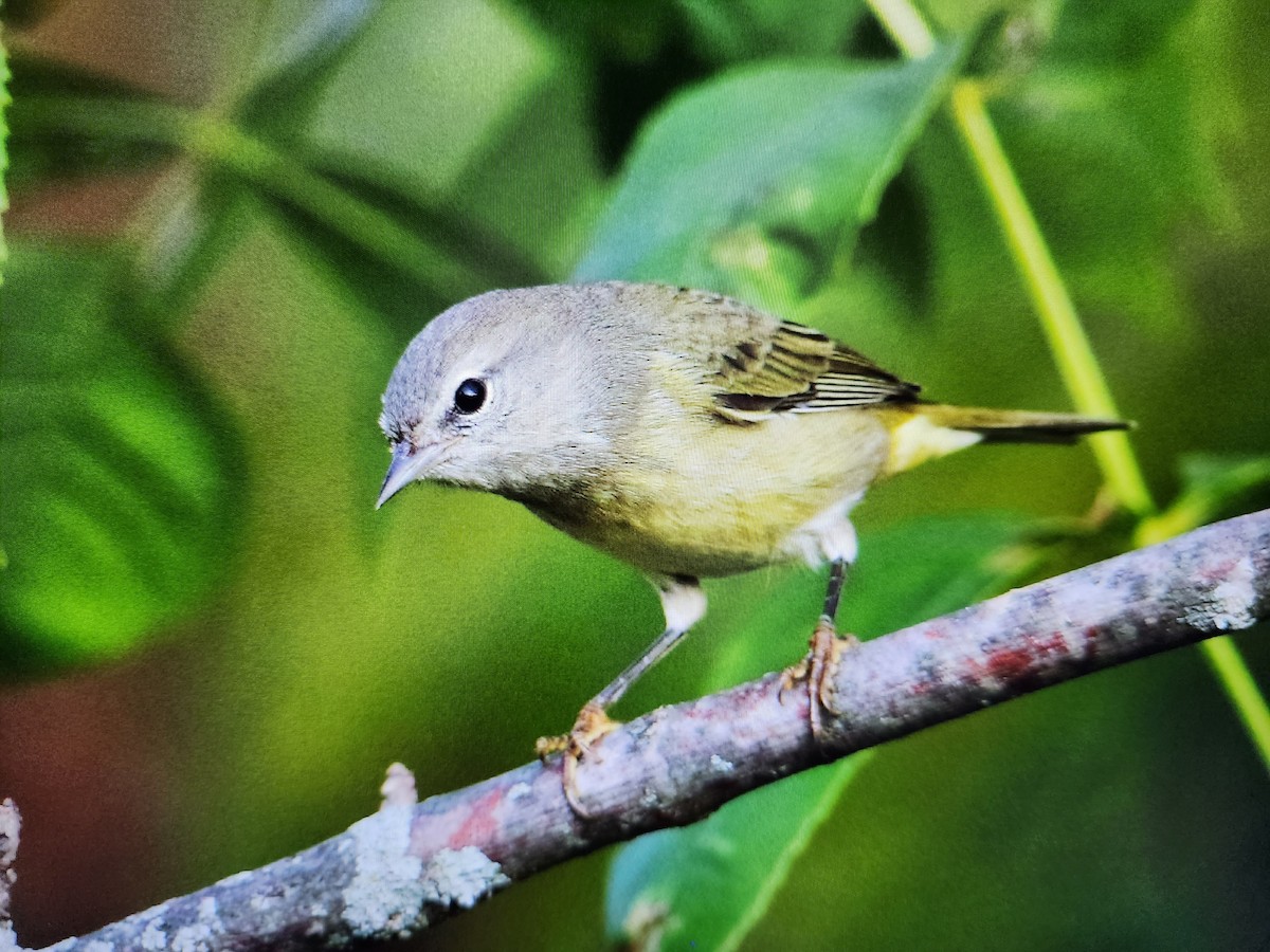 Orange-crowned Warbler (Gray-headed) - ML609590421