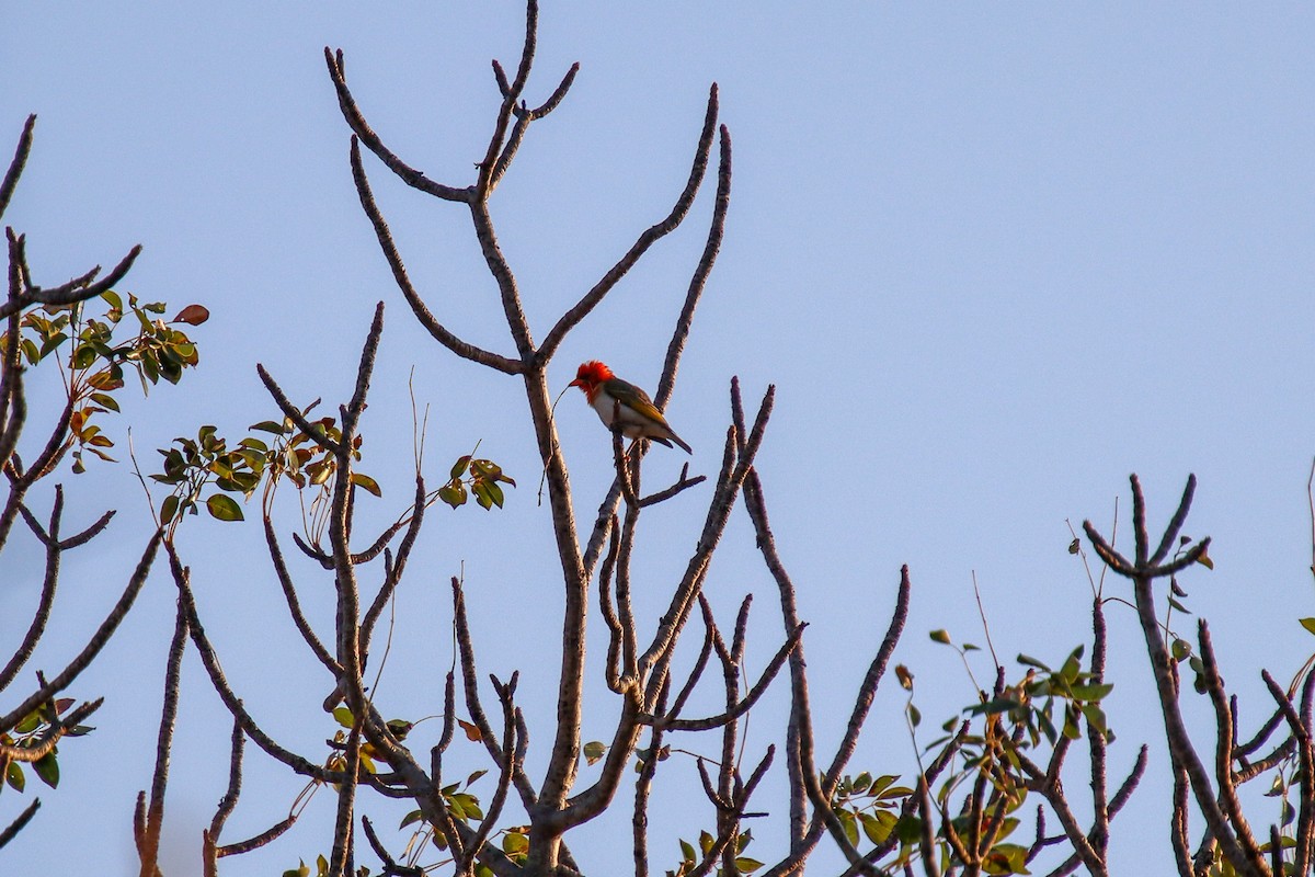 Red-headed Weaver (Southern) - ML609590423