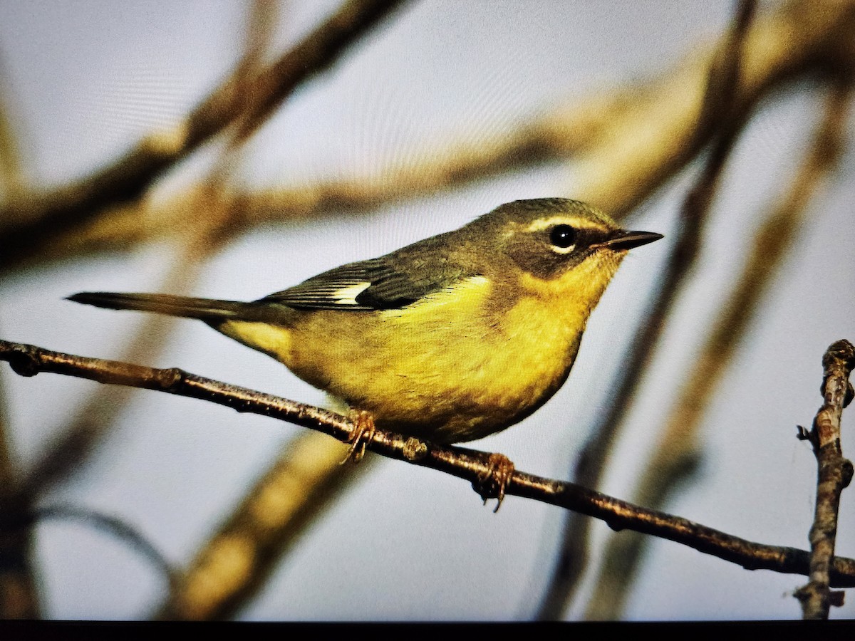 Black-throated Blue Warbler - ML609590434