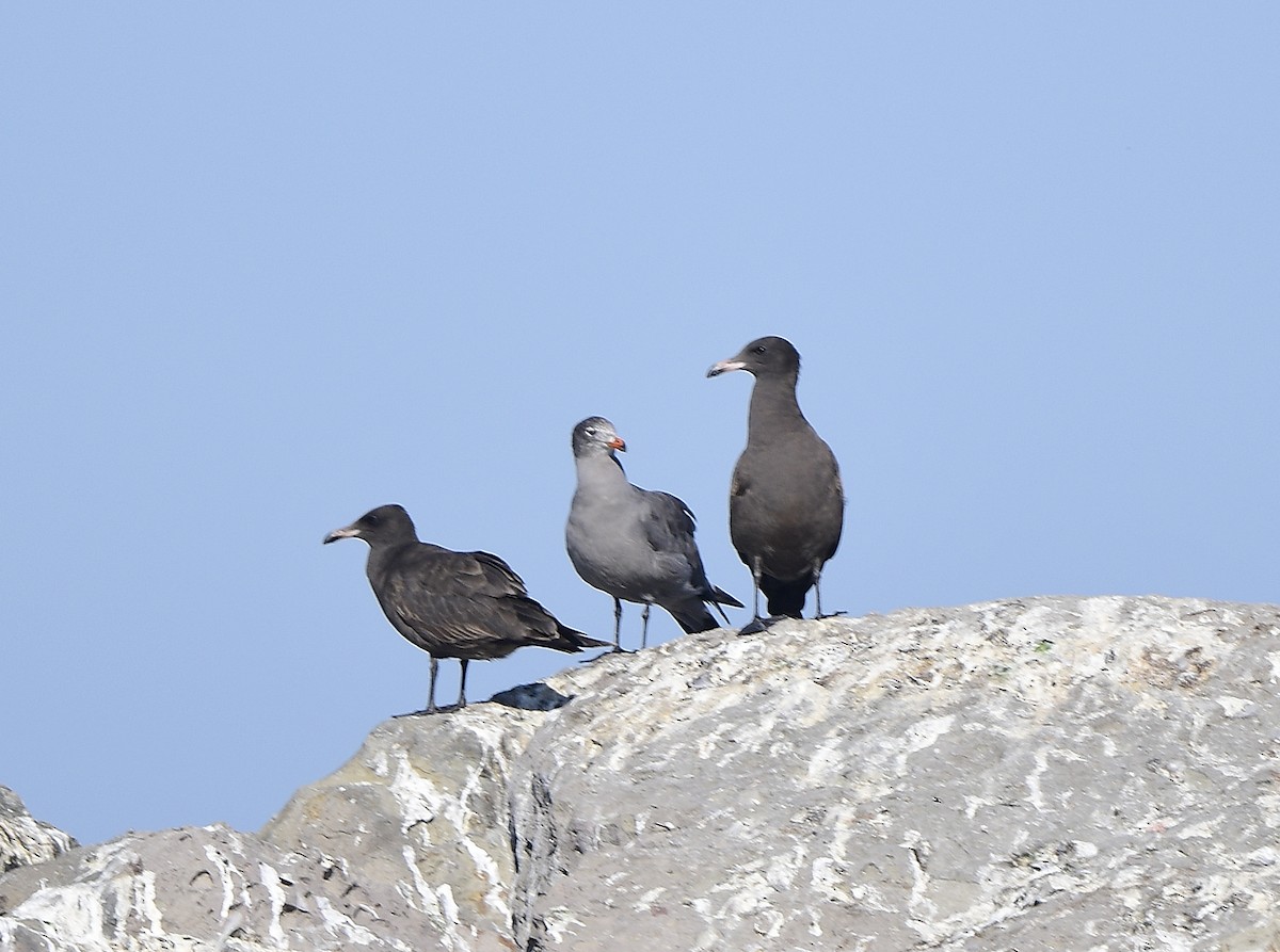 Heermann's Gull - ML609590436