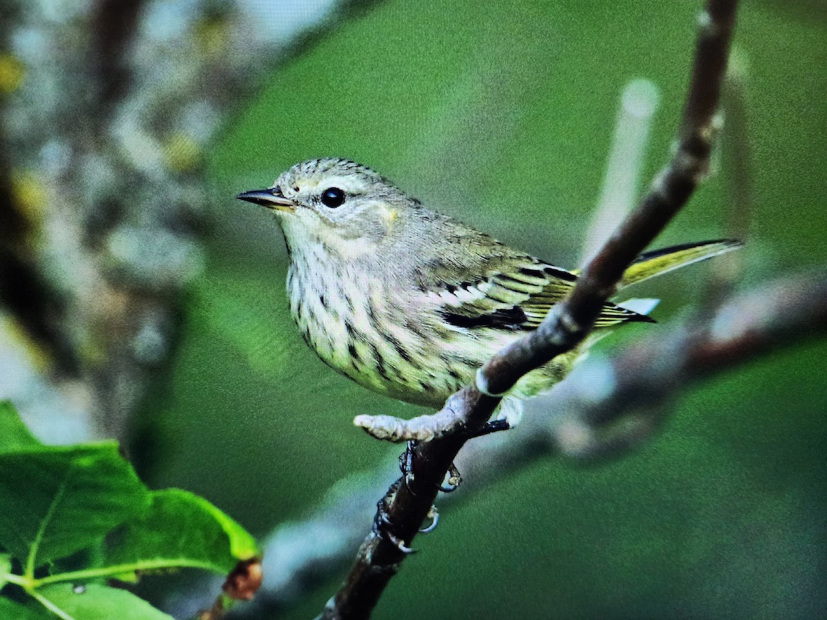 Cape May Warbler - ML609590445