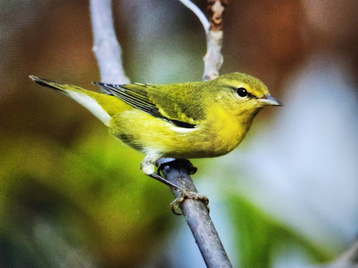 Tennessee Warbler - ML609590457