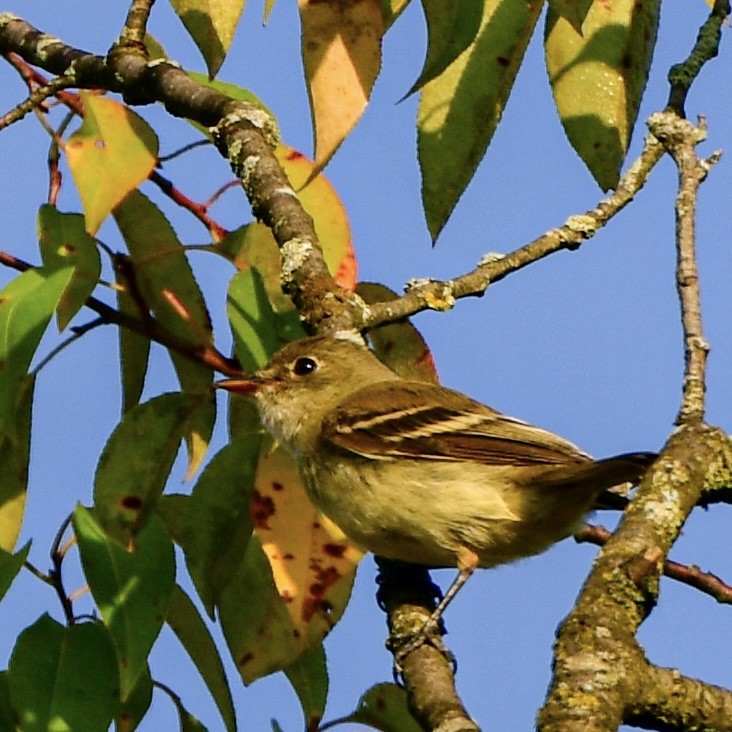 Yellow-bellied Flycatcher - ML609590489