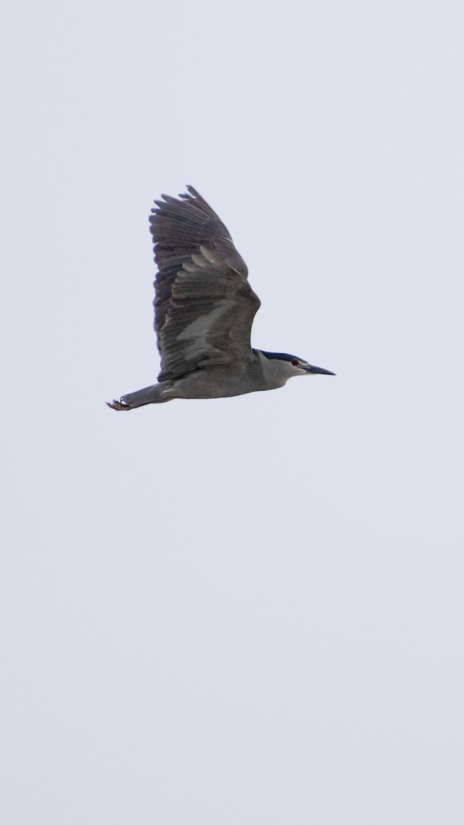 Black-crowned Night Heron - Jorge Neira Jabalquinto