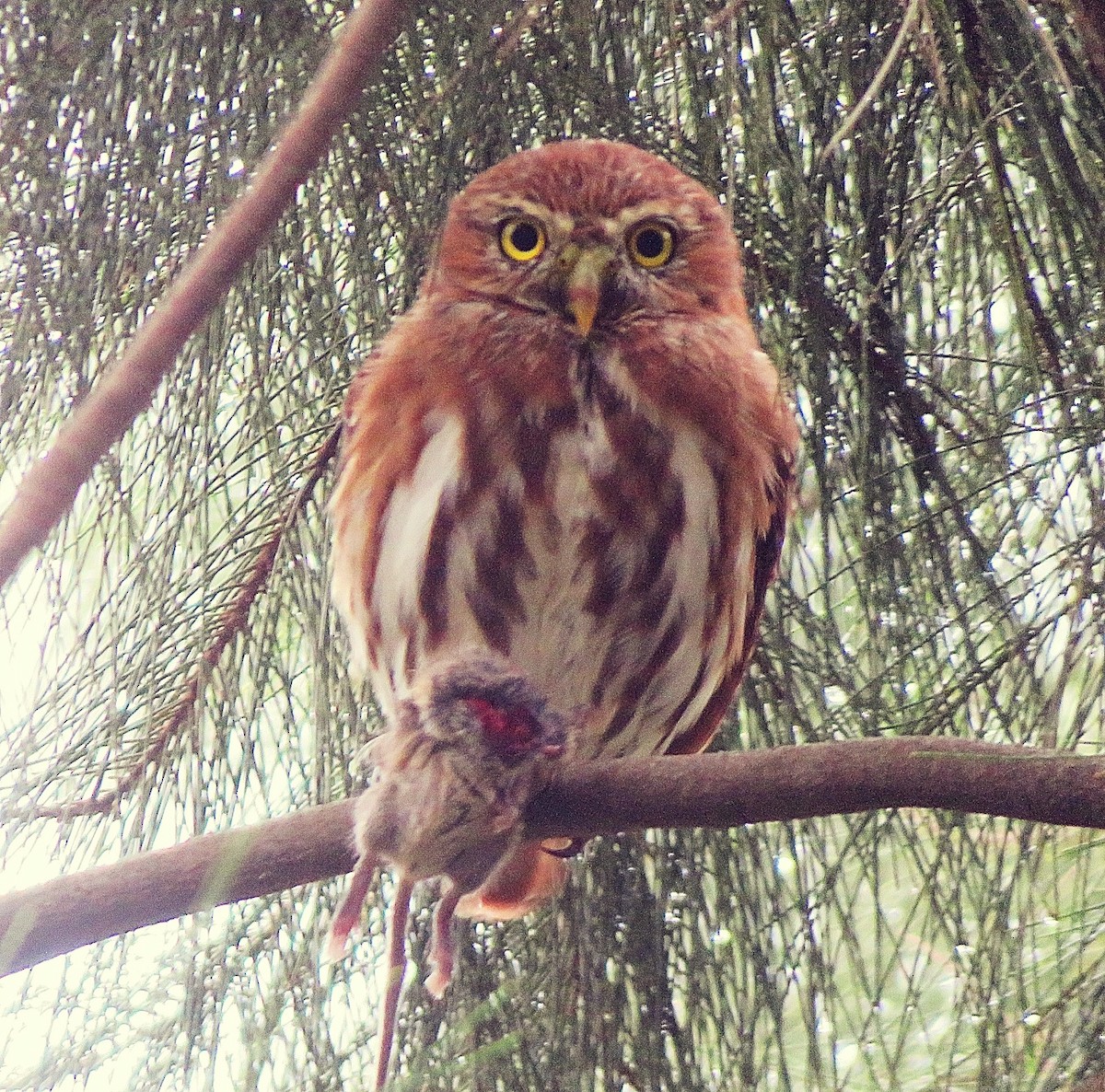 Ferruginous Pygmy-Owl - Adrián Gutiérrez y Morelia Amante