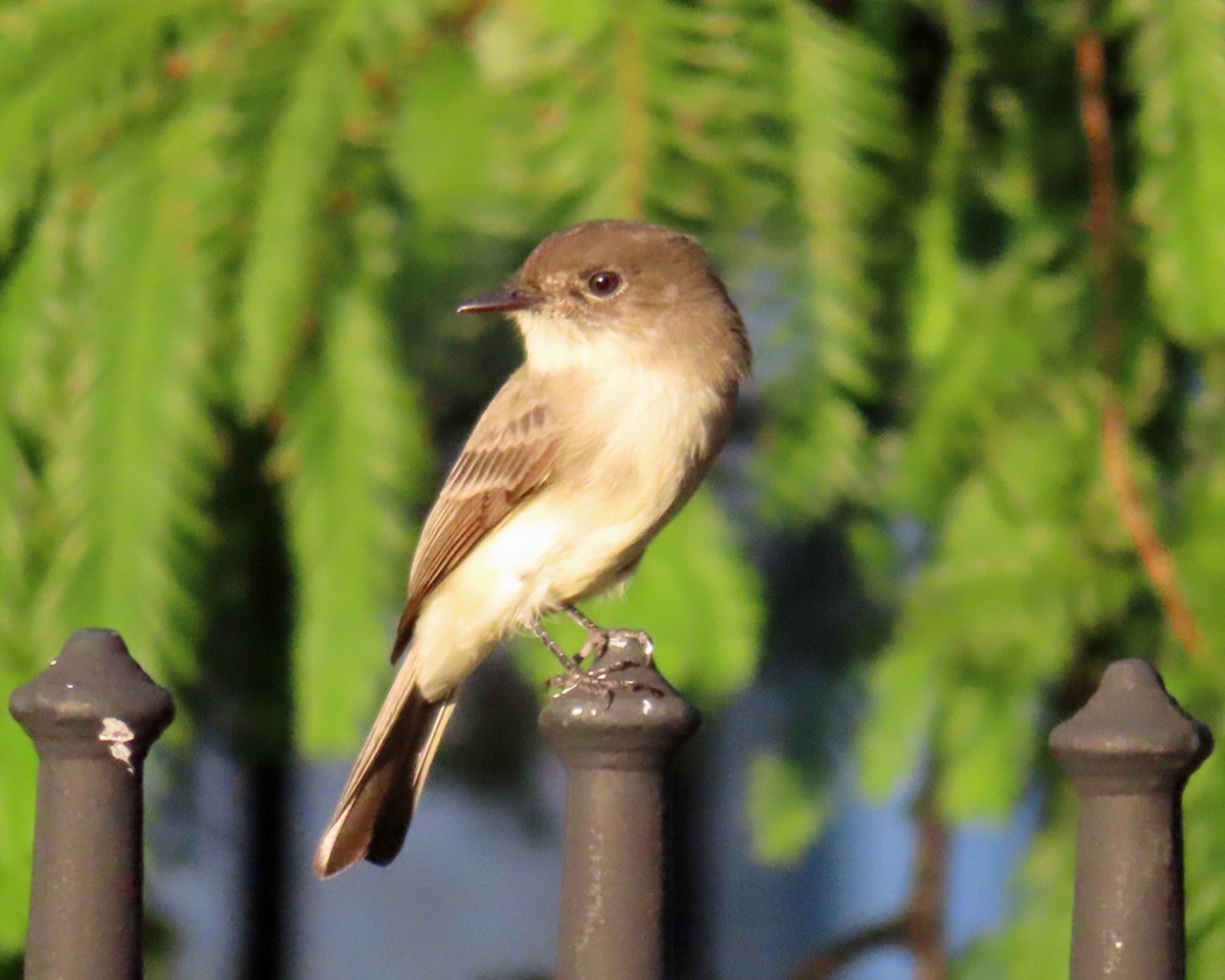 Eastern Phoebe - ML609590707
