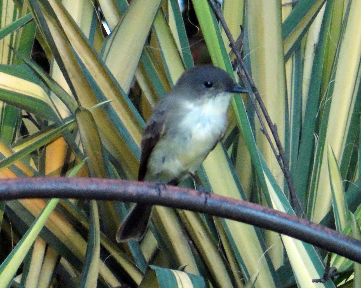 Eastern Phoebe - ML609590708