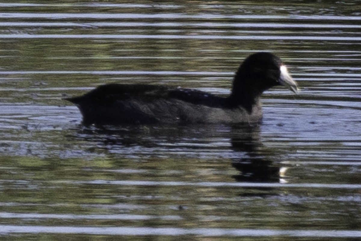 American Coot (Red-shielded) - ML609590714