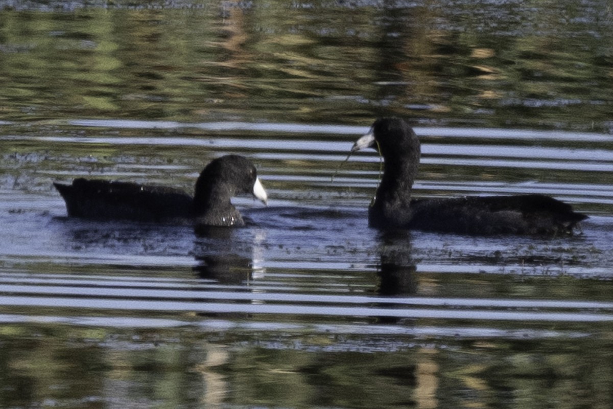 American Coot (Red-shielded) - ML609590715