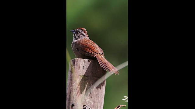 Rusty Sparrow - ML609590828