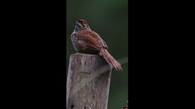 Rusty Sparrow - ML609590829