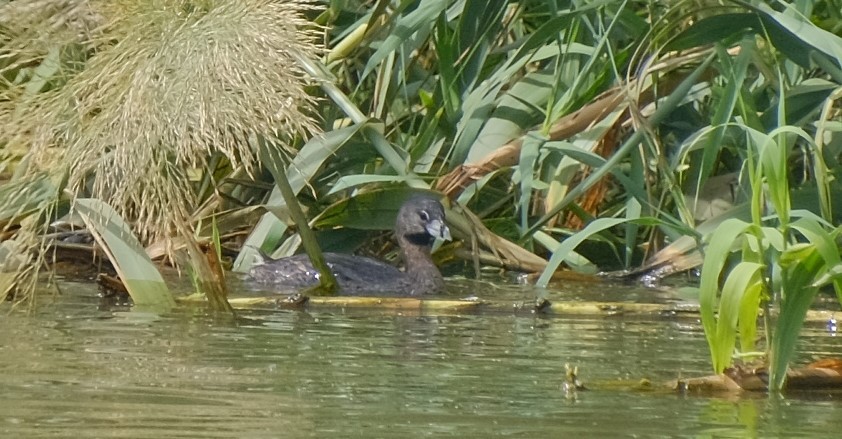 Pied-billed Grebe - Andrea Webb