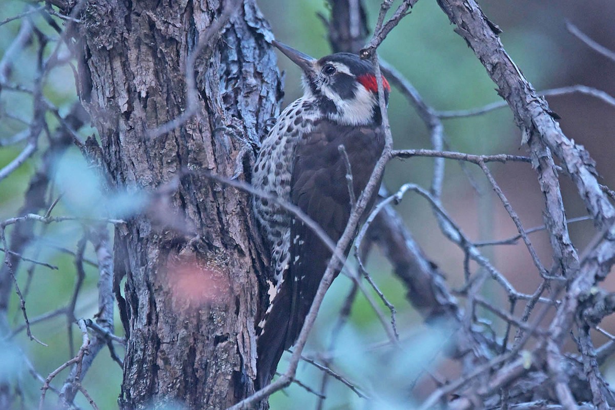 Arizona Woodpecker - Troy Hibbitts