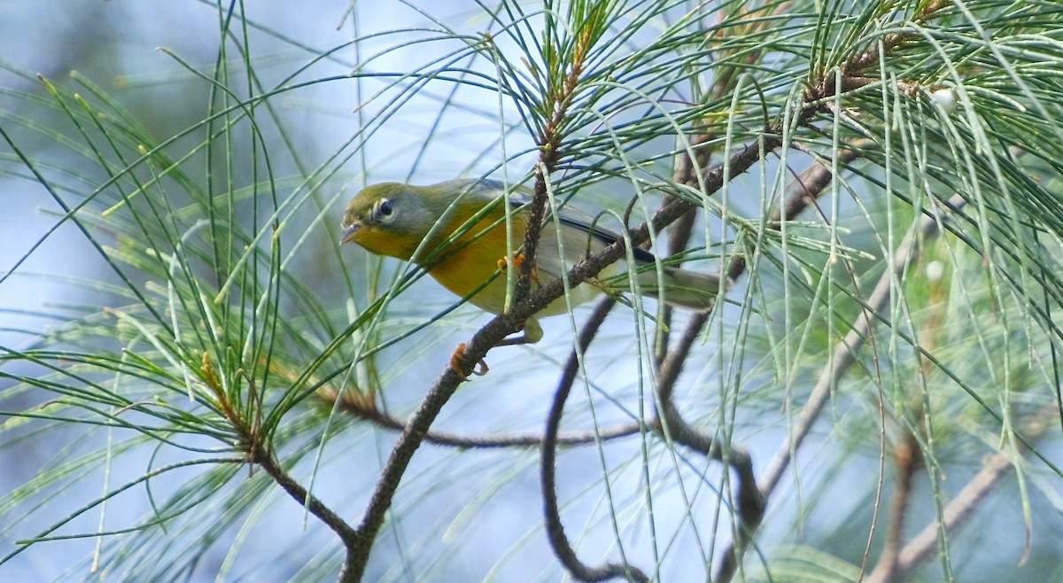 Northern Parula - ML609590891