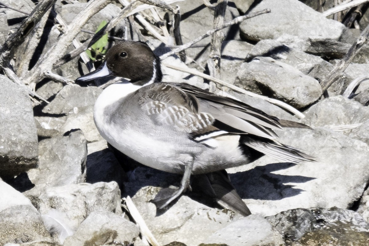 Northern Pintail - Paul Barnett