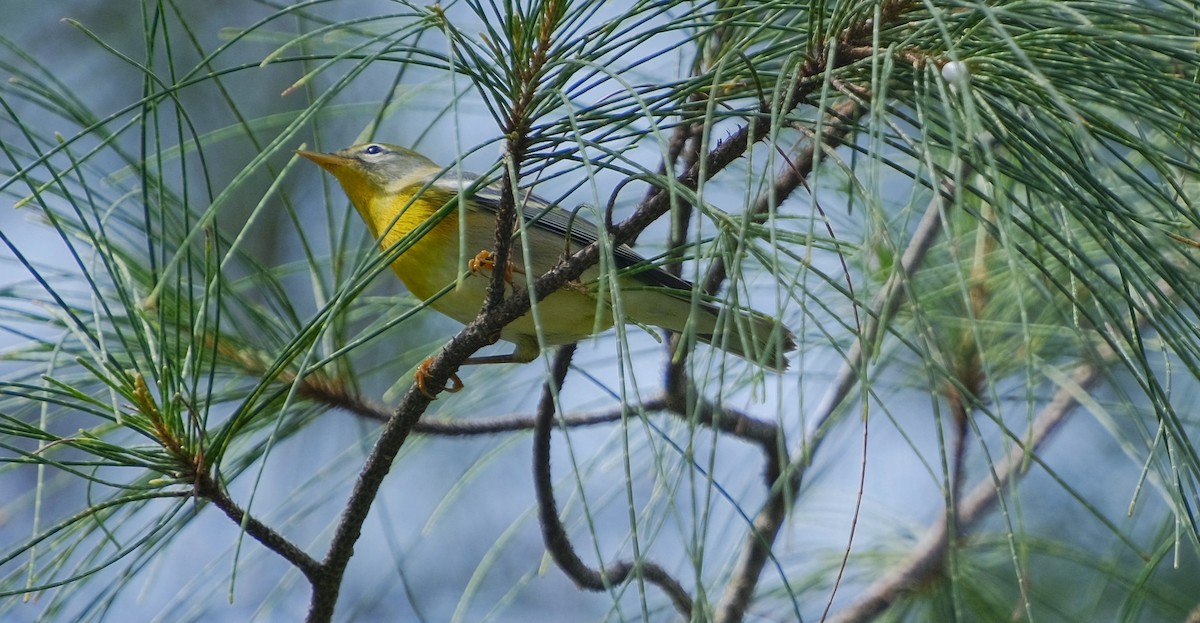 Northern Parula - Andrea Webb