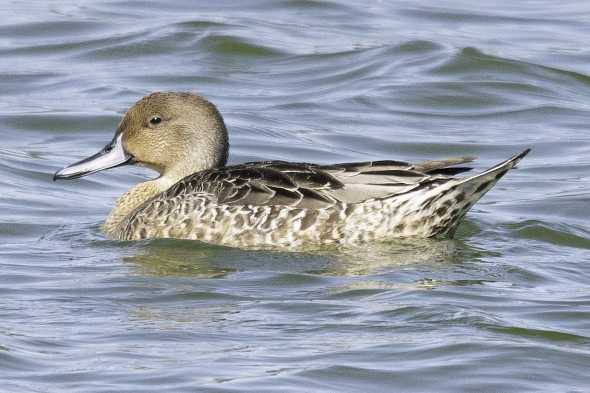 Northern Pintail - Paul Barnett