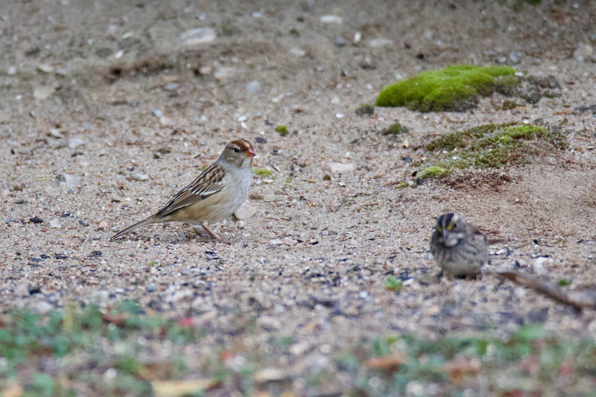 White-crowned Sparrow - ML609591069