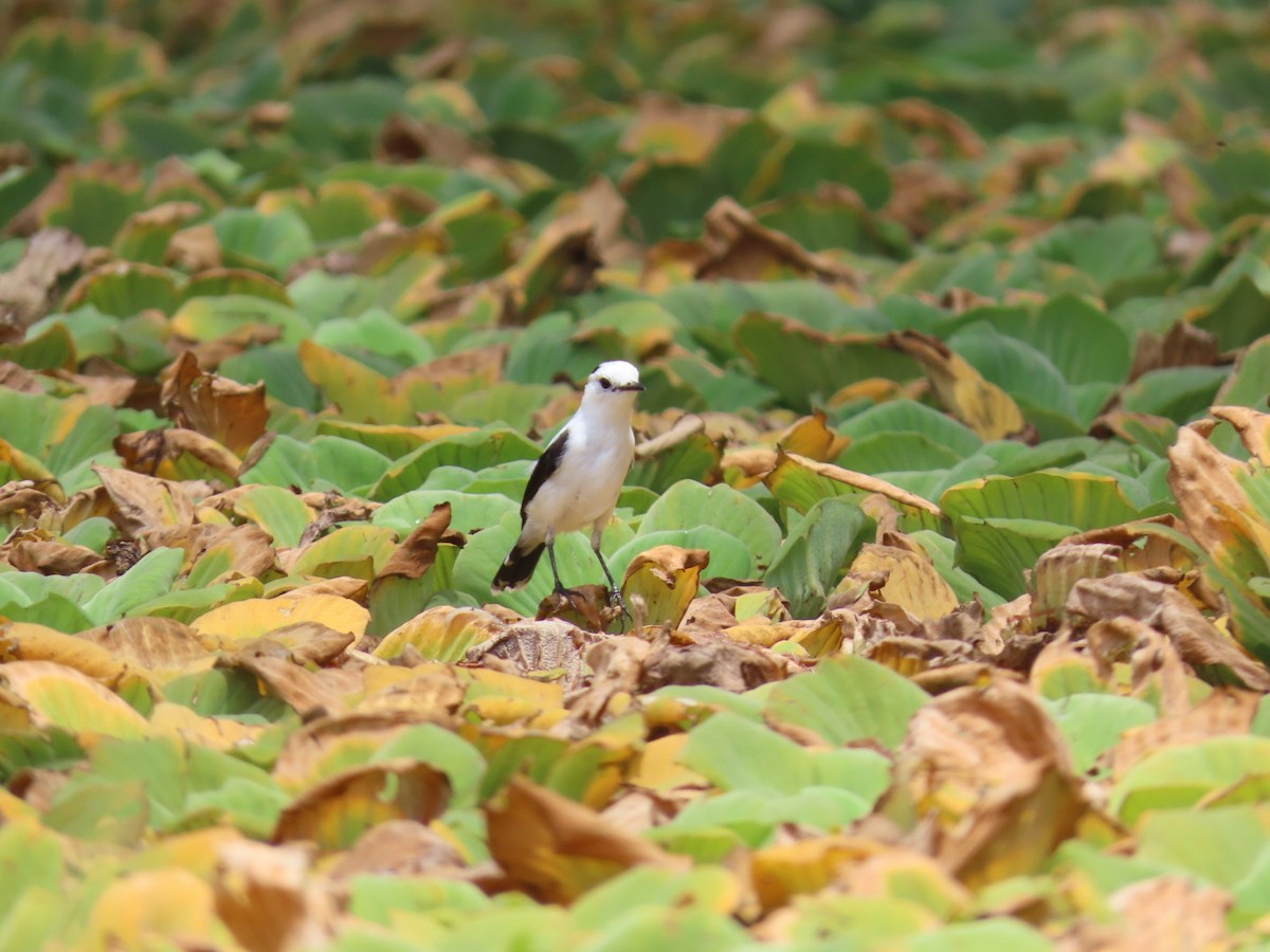 Pied Water-Tyrant - Luis Espinosa