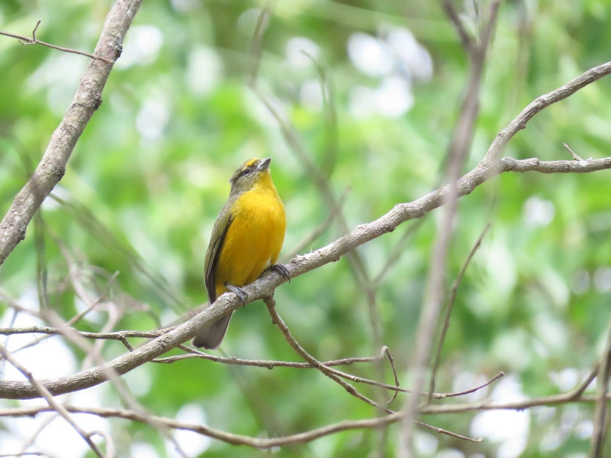 Velvet-fronted Euphonia - Luis Espinosa