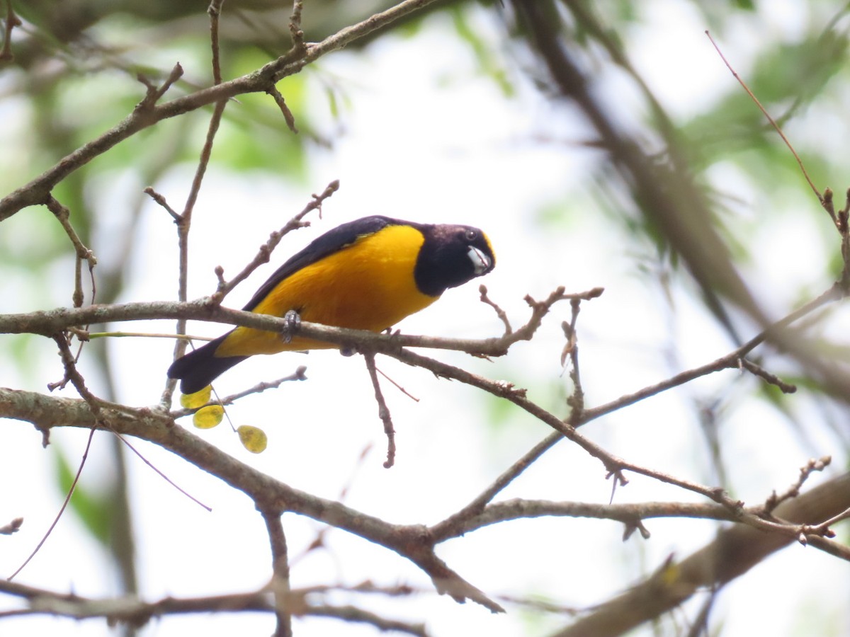 Velvet-fronted Euphonia - ML609591109