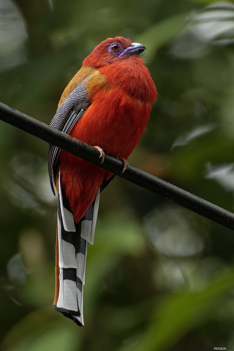 Red-headed Trogon - ML609591119