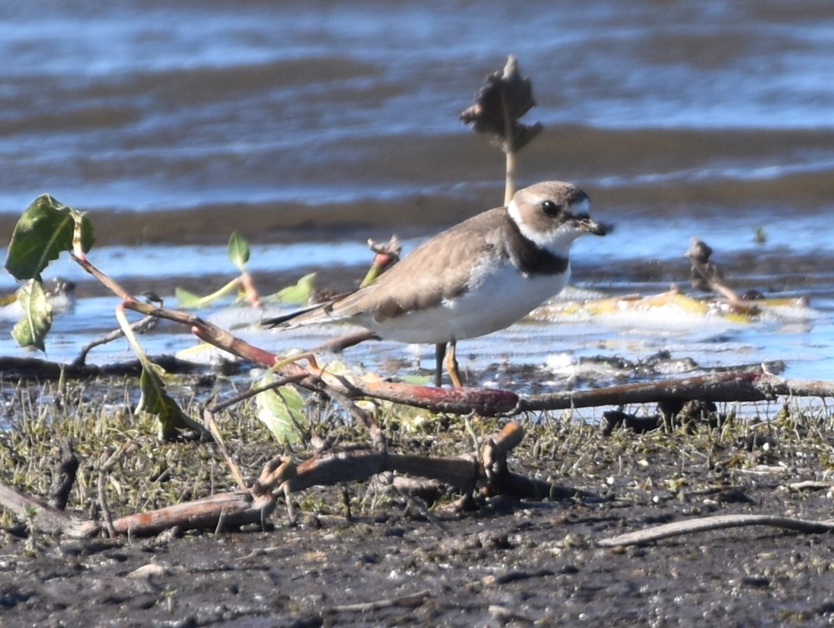 Semipalmated Plover - ML609591120