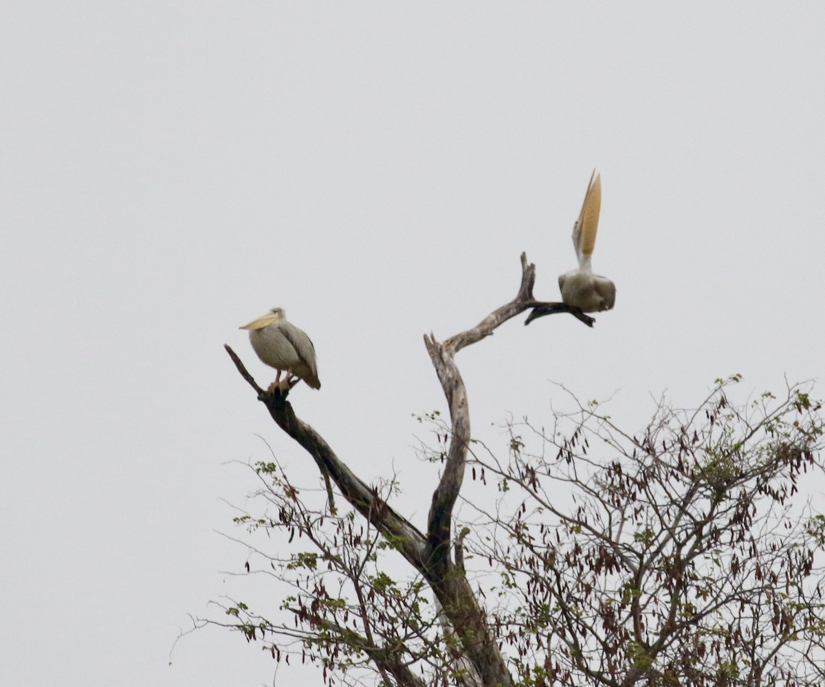 Pink-backed Pelican - ML609591121