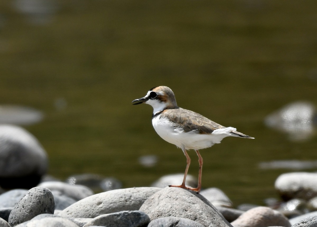 Collared Plover - Luis Espinosa