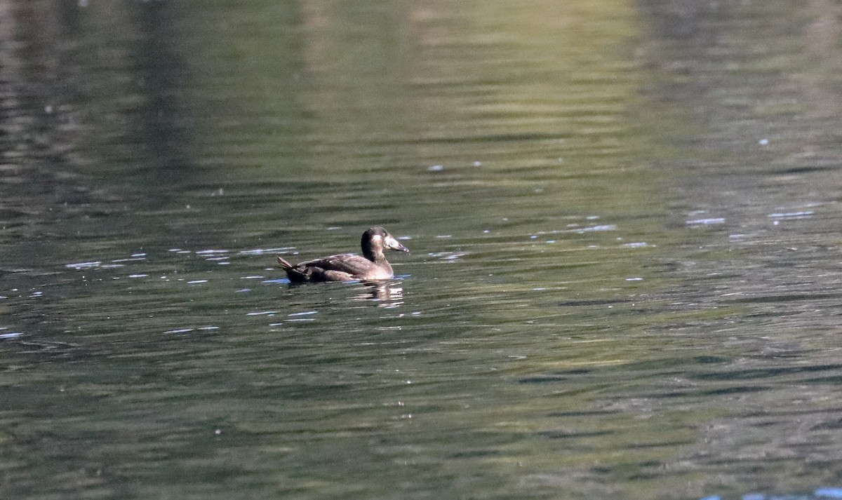 Surf Scoter - ML609591131