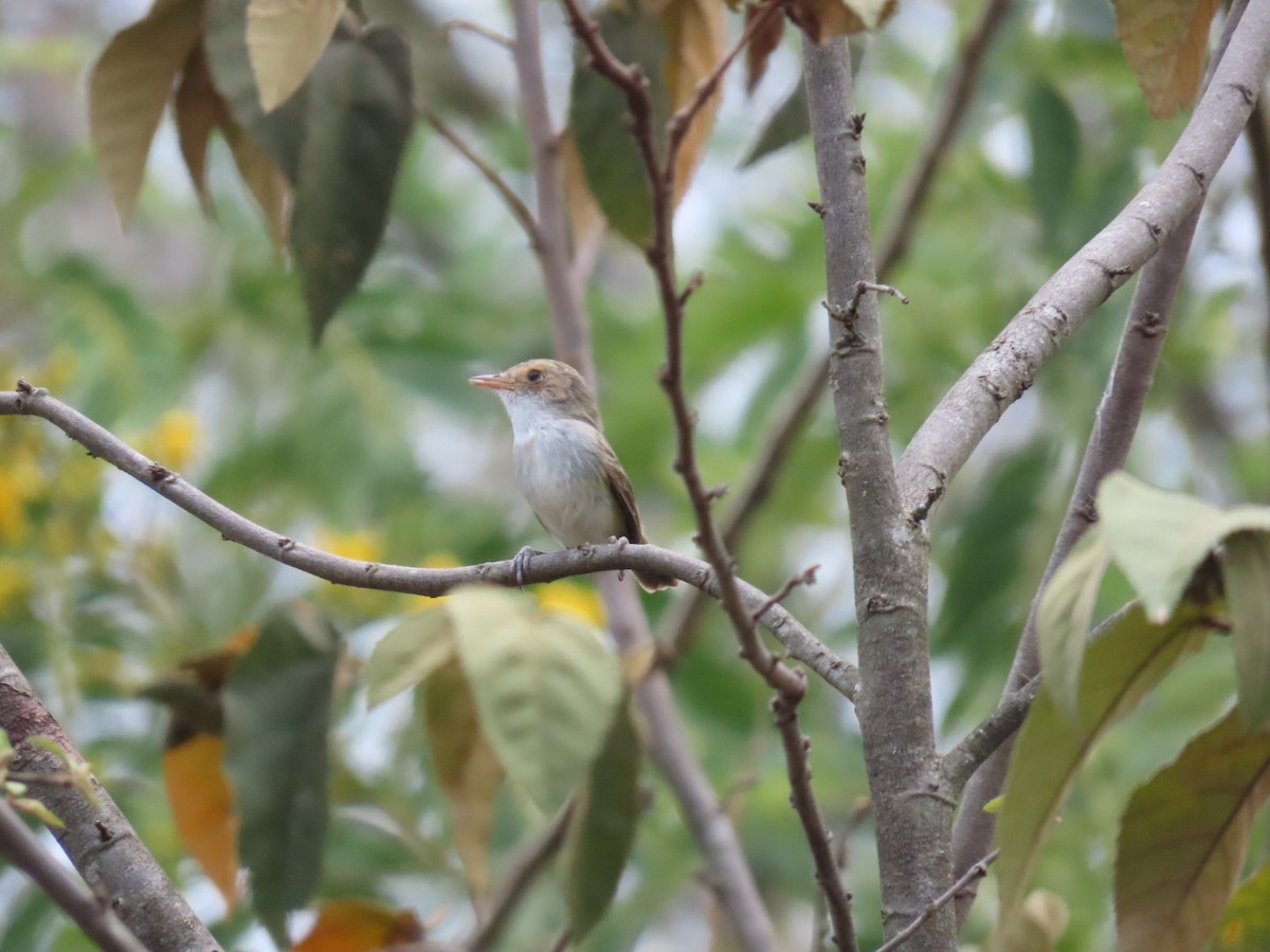 Fulvous-crowned Scrub-Tyrant - ML609591140