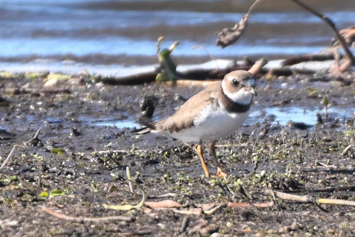 Semipalmated Plover - ML609591147