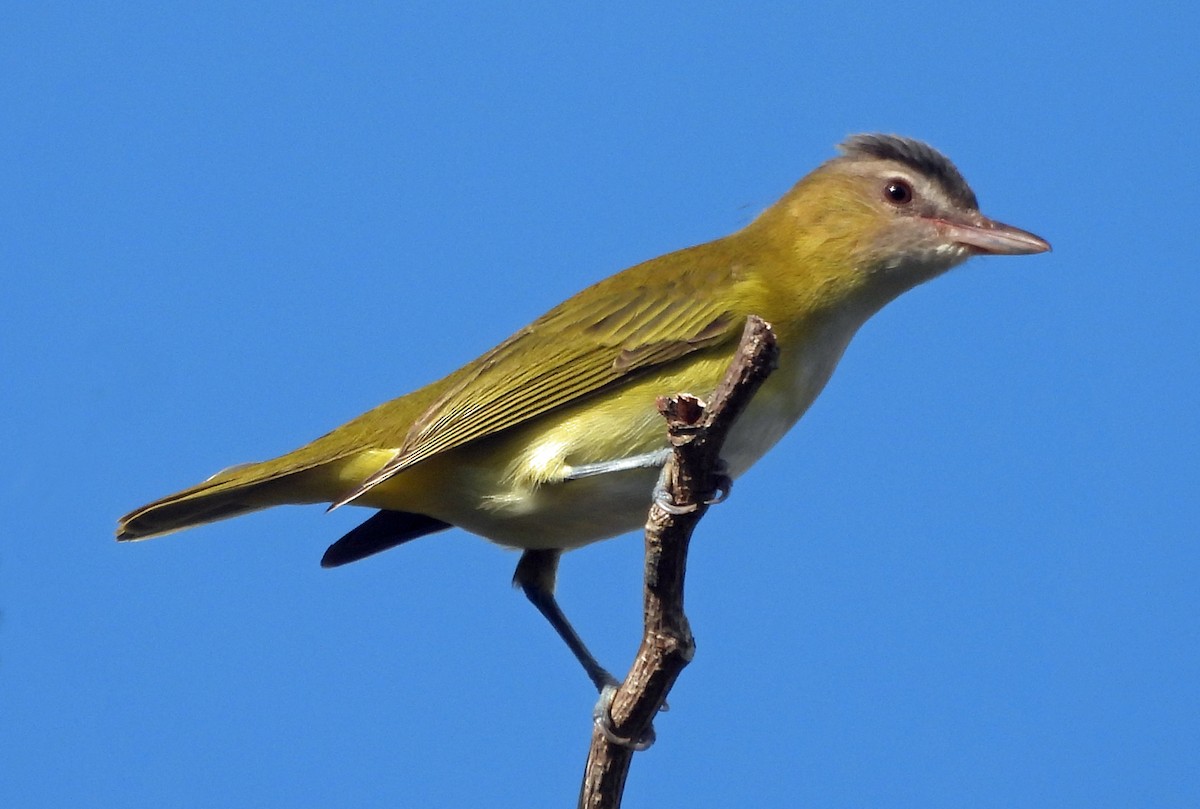 Yellow-green Vireo - ML609591149