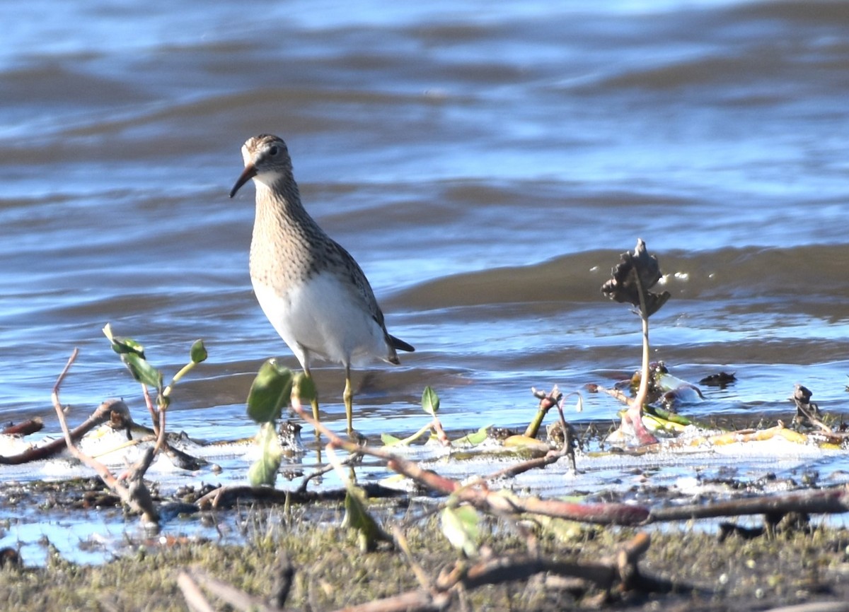 Bécasseau à poitrine cendrée - ML609591152