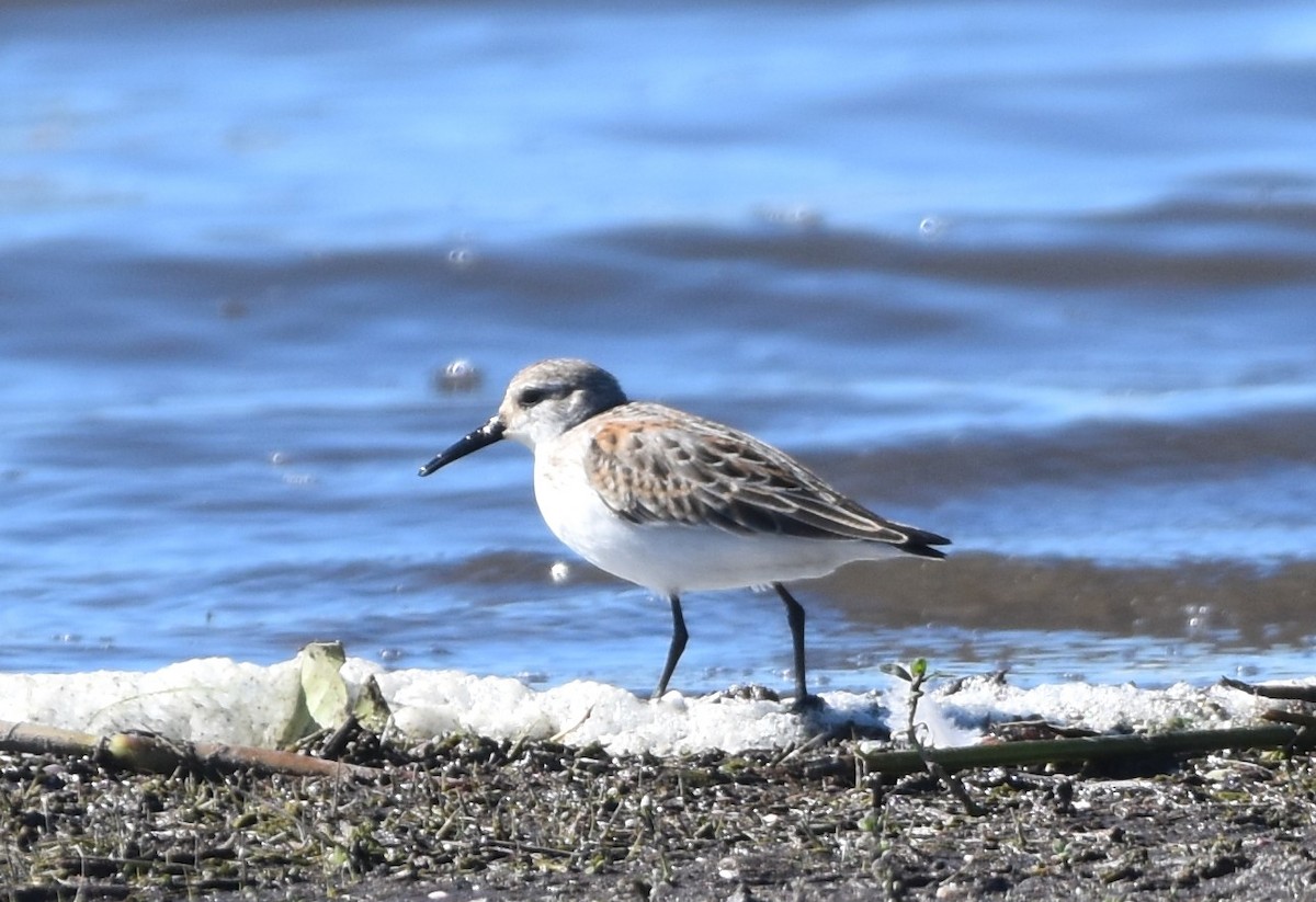 Western Sandpiper - ML609591165