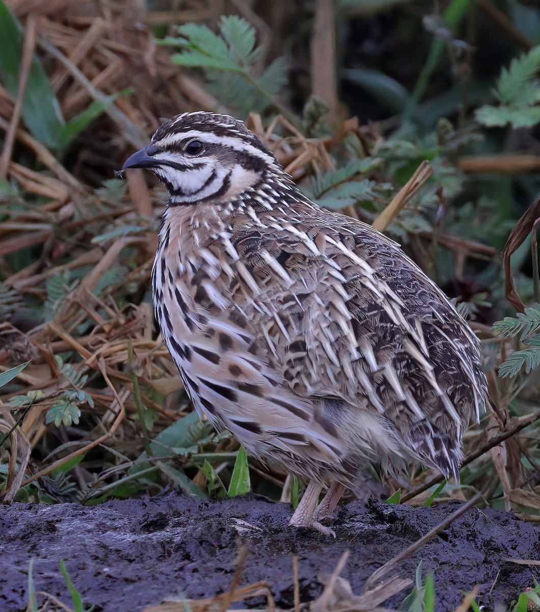 Rain Quail - ML609591166