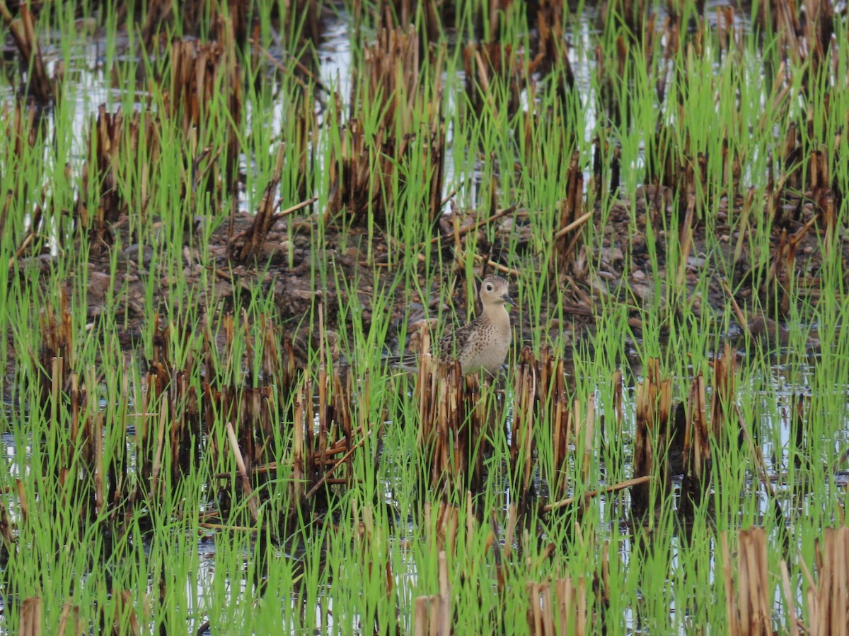 黃胸鷸 - ML609591190