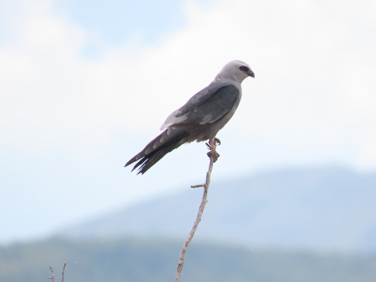 Mississippi Kite - ML609591196